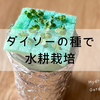 ダイソーの種で水耕栽培｜サラダミックス・シソなどの成長記録