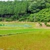 ゲンジボタル盛ん