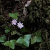 渓流遊歩道の花散歩