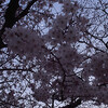 きょうの麦野公園の桜（2012.3.28）
