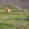 隣県西部離島のねこさん