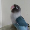 ブルーボタンインコの『鳥ドン』と暮らしています(^.^)♪♪成鳥期#1