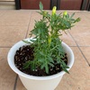 はじめて花を育てています🌼🌻