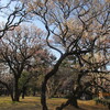 ２．２４．（日・晴れ）小金井公園の梅園。