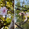 竹のお寺報国寺で，桜の花がいくつか咲いていました．「このところ続いた暖かい日和（小春日和）に誘われて，旧暦十月（霜月/小春）二日に咲いた返り咲きの桜」です．　　帰り咲く花もありやと尋ね見む小春のどけきさくら野の宮　熊谷直好