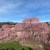 鈴鹿の森庭園から関宿(2021年2月27日)