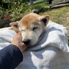 老犬ホームあん｜新人さん ミカン^^