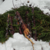 雪の重みでまた杉の木が折れました