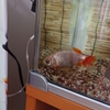 金魚の背ビレの切れとピンホール