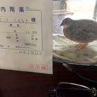 ヒメウズラにとって大切なおはなし - 鳥とハーモニカ