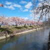 <犬山市>🌸こじんまりとした川に…河津桜並木
