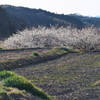 田んぼ