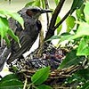 命はぐくむ季節　カルガモやヒヨドリのヒナかえる（愛知県）