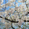 桜開花