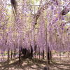 春の花巡り