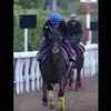 ローズステークス（GII） オークス馬シンハライト、池添を背に坂路でラスト１２秒２ 「競馬レース結果ハイライト」2016年≪競馬場の達人,競馬予想≫