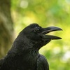 カラスと神の森のひととき