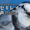 ハクセキレイの鳴き声【野鳥図鑑・鳴き声図鑑】Motacilla alba lugens　White wagtail