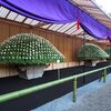 菊・世界が学ぶ日本の技術