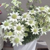 とても癒されます✨フランネルフラワーが咲きました🌼