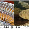 フナ06【鮒を食べる文化】鮒ずしから見る寿司文化の旅