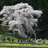 圧倒的存在感の又兵衛桜