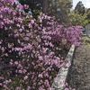 廣田神社｜2023年4月10日更新！きれいに咲く廣田神社の桜とコバノミツバツツジ🌸