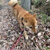 老犬ホームあん｜新人さんコハク君＾＾