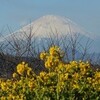 新春の吾妻山