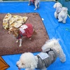 SAYAMAKOわんにゃん譲渡会