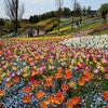 「昔のおでかけシリーズ」春のおでかけはお花いっぱいの淡路島がおすすめ