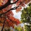 2021年10月27日(水)　[比良]神爾谷から釈迦岳へ、滝とザレ場と紅葉と!