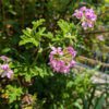 今日の一枚－蚊連草の花