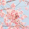 カルディ桜の紅茶で少し早い春を味わう