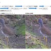 JavaScript）写真画像補正編集ツール作成。写真の彩度、明るさ、色温度、シャープネスを調整。＋ノイズリダクション。