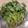 すぐ植えられないサツマイモ苗はどうする？１週間乗り切る私の保存方法二選。