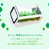 やさい物語、スマホで見守る「IoT水耕栽培キット」を沖縄セルラーが発売
