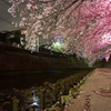大岡川沿い夜桜撮影オフ #3