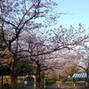 今日は土曜日・桜・土曜市