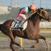 クイーンオブスカイ全戦績