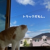 雨田甘夏、買い物です。【猫と現金とスマホ事情】