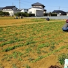 神原町花の会(花美原会) (４５６)     ポピー花畑の草取り協同活動の実施