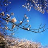 サクラ満喫、東漸寺・本土寺・桜木神社・あけぼの山。ちーば探険隊