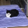 【動画あり】クールマットで猫の暑さ対策を試す。我が家の猫氏の反応は？