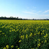 今年の菜の花の作付け面積日本一は滝川ではなく岩見沢だった