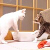 可愛いネコちゃんシリーズー3・・・