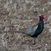 ふふ、キジやカワセミ、青い鳥撮りましたよ