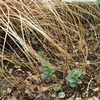 春の移植作業は続く〜植物３年説