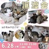 西宮浜｜2025年6月28日（土）緊急開催🐈西宮浜産業交流会館で『子猫だらけの譲渡会』が開催されます