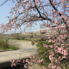 桜と新幹線